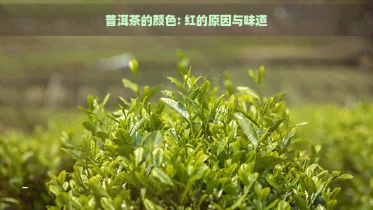 普洱茶的颜色: 红的原因与味道