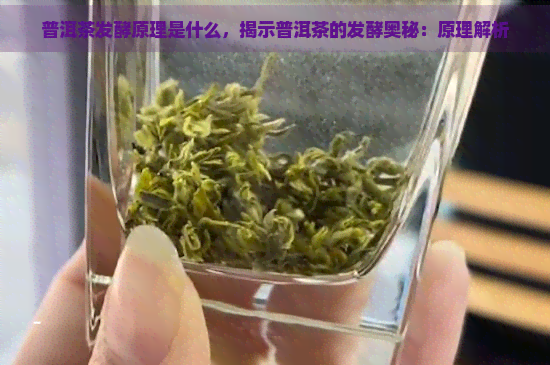 普洱茶发酵原理是什么，揭示普洱茶的发酵奥秘：原理解析