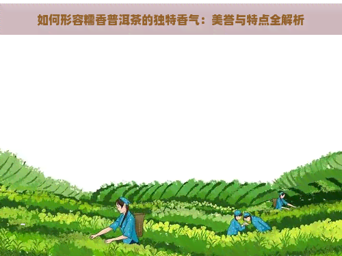 如何形容糯香普洱茶的独特香气：美誉与特点全解析