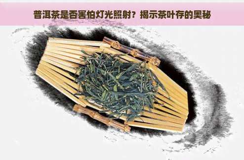 普洱茶是否害怕灯光照射？揭示茶叶存的奥秘