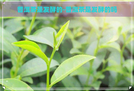 普洱茶是发酵的-普洱茶是发酵的吗