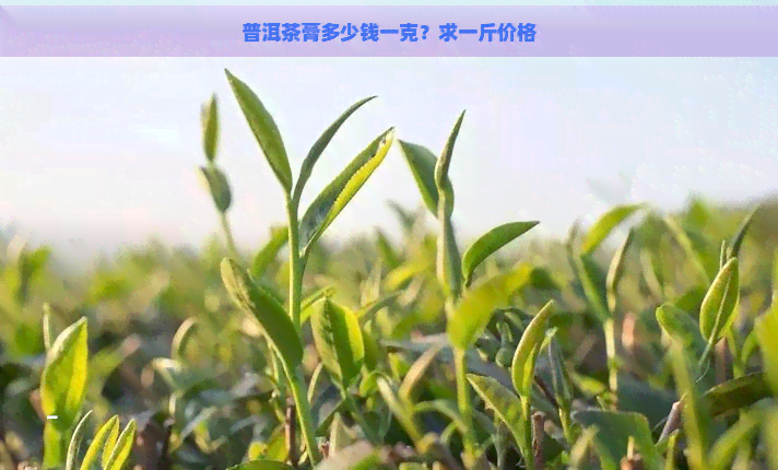 普洱茶膏多少钱一克？求一斤价格