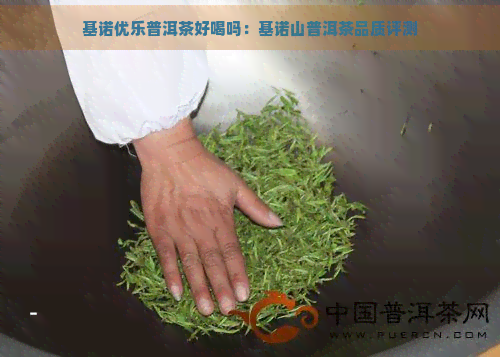 基诺优乐普洱茶好喝吗：基诺山普洱茶品质评测