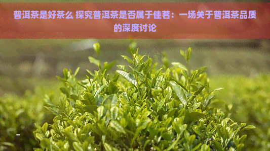 普洱茶是好茶么 探究普洱茶是否属于佳茗：一场关于普洱茶品质的深度讨论