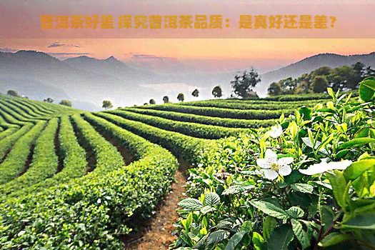 普洱茶好差 探究普洱茶品质：是真好还是差？