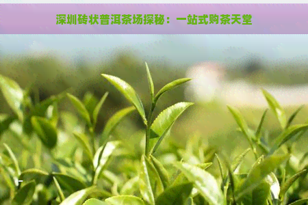 深圳砖状普洱茶场探秘：一站式购茶天堂