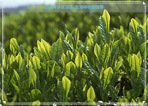 定海神珠普洱茶-定海神针普洱茶