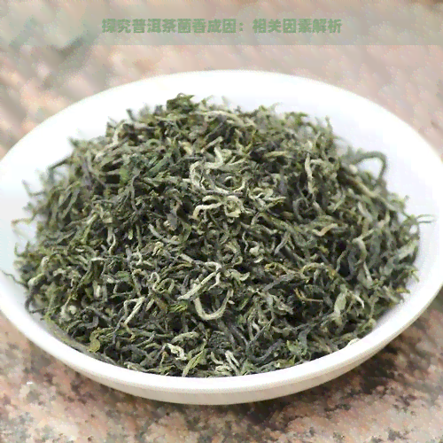 探究普洱茶菌香成因：相关因素解析