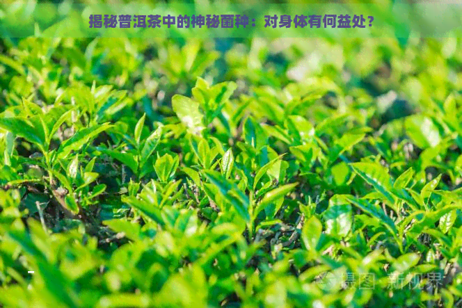 揭秘普洱茶中的神秘菌种：对身体有何益处？