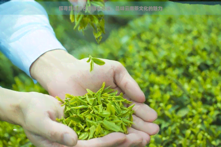 探寻昆明特色普洱茶店铺，品味云南茶文化的魅力