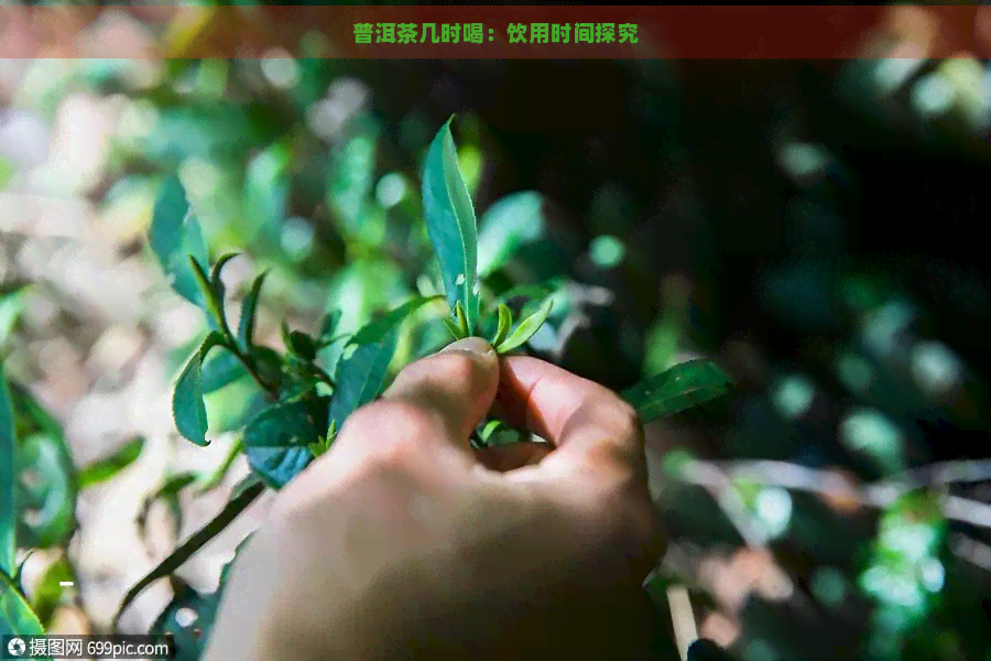 普洱茶几时喝：饮用时间探究