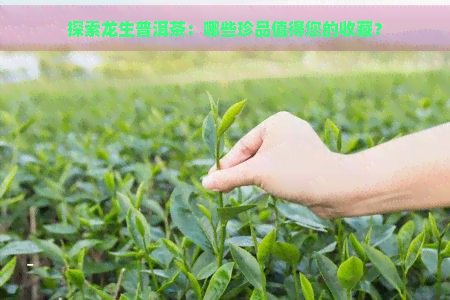 探索龙生普洱茶：哪些珍品值得您的收藏？