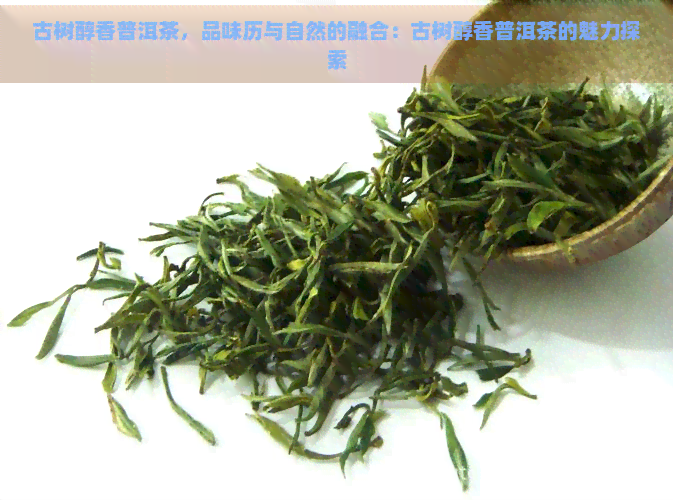 古树醇香普洱茶，品味历与自然的融合：古树醇香普洱茶的魅力探索