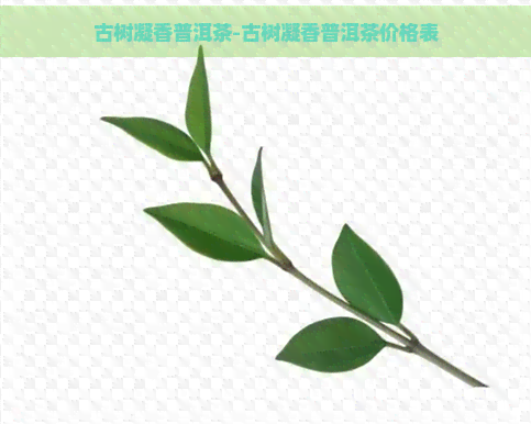 古树凝香普洱茶-古树凝香普洱茶价格表