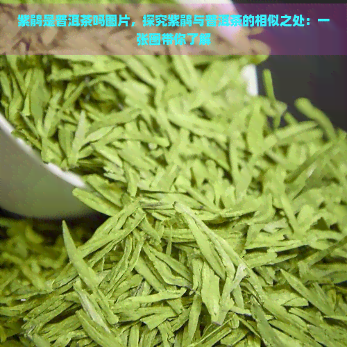 紫鹃是普洱茶吗图片，探究紫鹃与普洱茶的相似之处：一张图带你了解