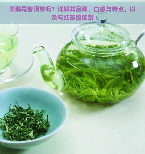 紫鹃是普洱茶吗？详解其品种、口感与特点，以及与红茶的区别