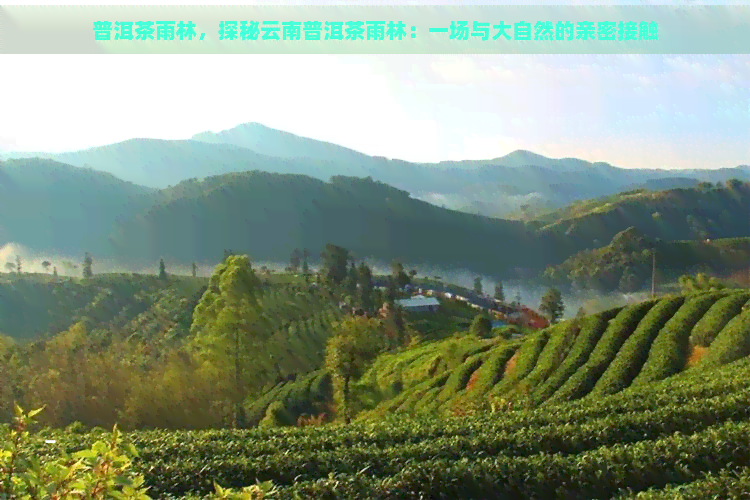 普洱茶雨林，探秘云南普洱茶雨林：一场与大自然的亲密接触