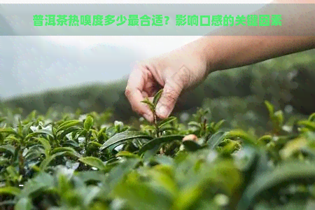 普洱茶热嗅度多少最合适？影响口感的关键因素