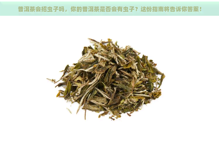 普洱茶会招虫子吗，你的普洱茶是否会有虫子？这份指南将告诉你答案！