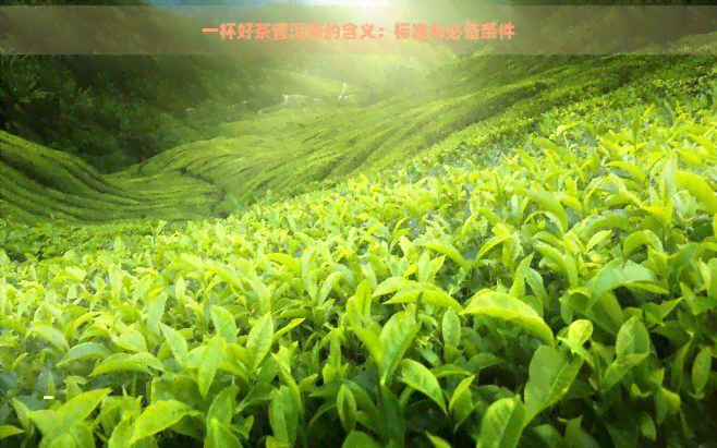 一杯好茶普洱茶的含义：标准与必备条件