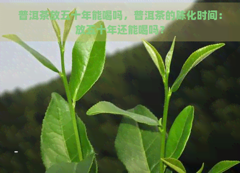 普洱茶放五十年能喝吗，普洱茶的陈化时间：放五十年还能喝吗？