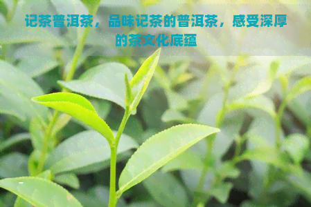 记茶普洱茶，品味记茶的普洱茶，感受深厚的茶文化底蕴