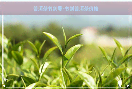 普洱茶书剑号-书剑普洱茶价格