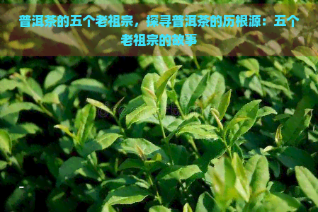 普洱茶的五个老祖宗，探寻普洱茶的历根源：五个老祖宗的故事