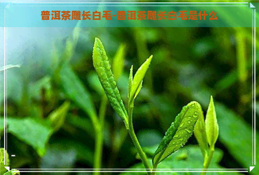 普洱茶雕长白毛-普洱茶雕长白毛是什么