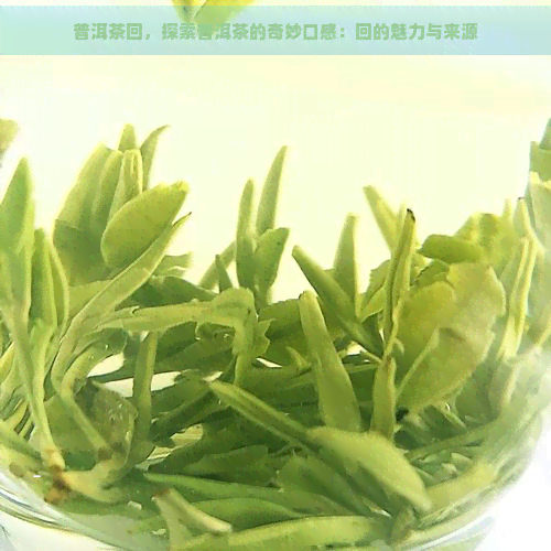 普洱茶回，探索普洱茶的奇妙口感：回的魅力与来源