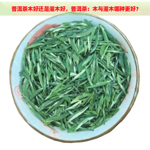 普洱茶木好还是灌木好，普洱茶：木与灌木哪种更好？