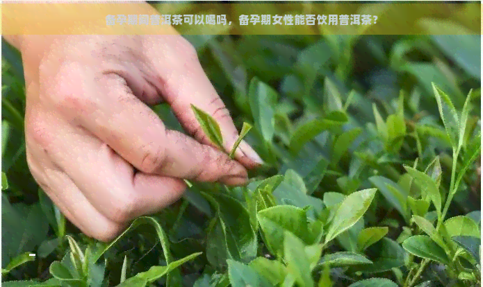 备孕期间普洱茶可以喝吗，备孕期女性能否饮用普洱茶？