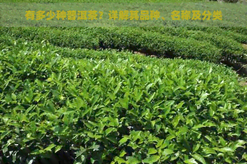 有多少种普洱茶？详解其品种、名称及分类