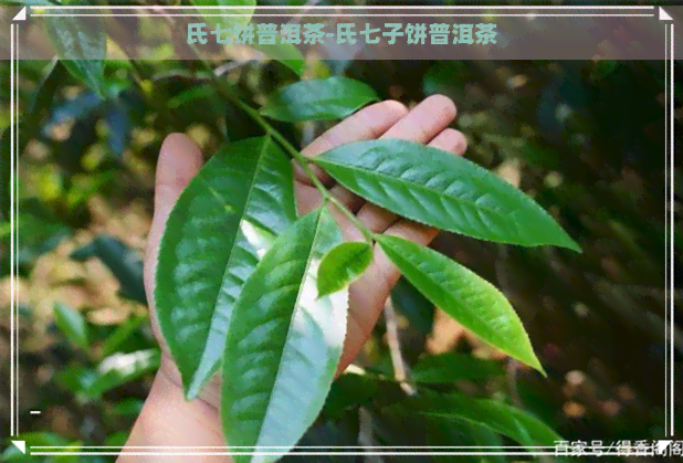 氏七饼普洱茶-氏七子饼普洱茶