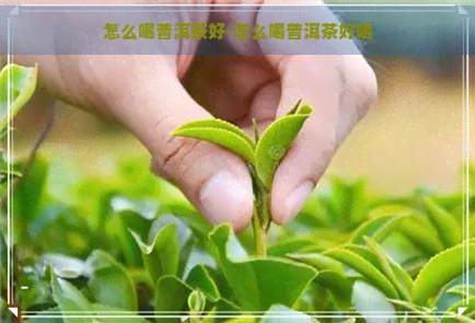 怎么喝普洱茶好-怎么喝普洱茶好喝