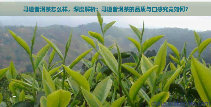 寻道普洱茶怎么样，深度解析：寻道普洱茶的品质与口感究竟如何？