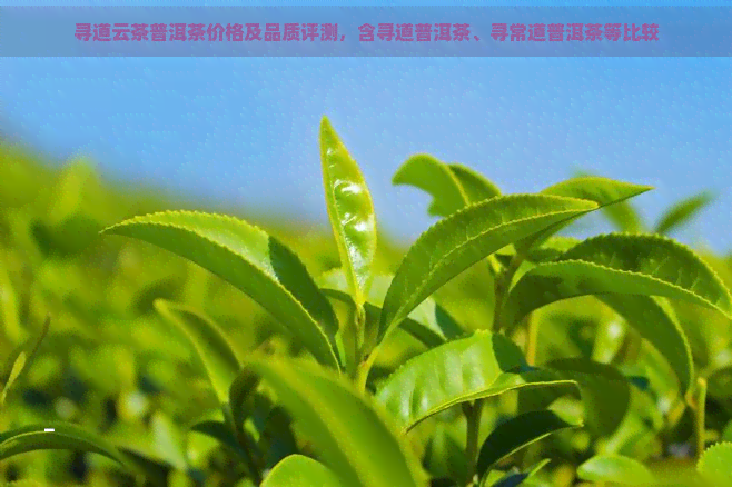 寻道云茶普洱茶价格及品质评测，含寻道普洱茶、寻常道普洱茶等比较