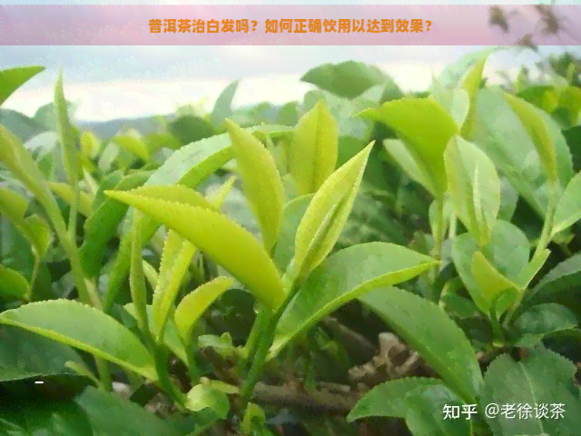 普洱茶治白发吗？如何正确饮用以达到效果？