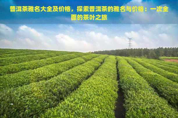 普洱茶雅名大全及价格，探索普洱茶的雅名与价格：一次全面的茶叶之旅