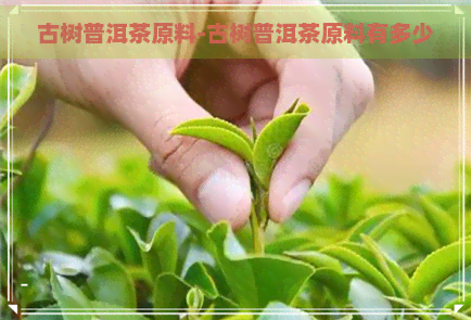 古树普洱茶原料-古树普洱茶原料有多少