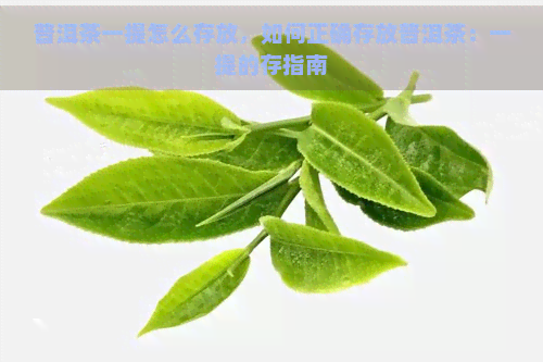 普洱茶一提怎么存放，如何正确存放普洱茶：一提的存指南