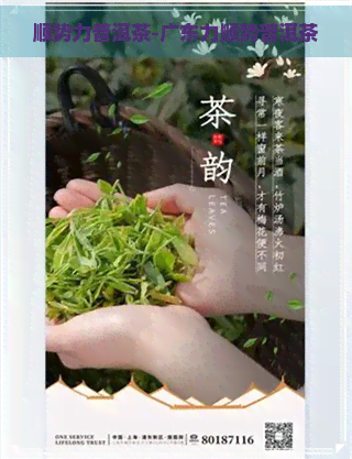 顺势力普洱茶-广东力顺势普洱茶