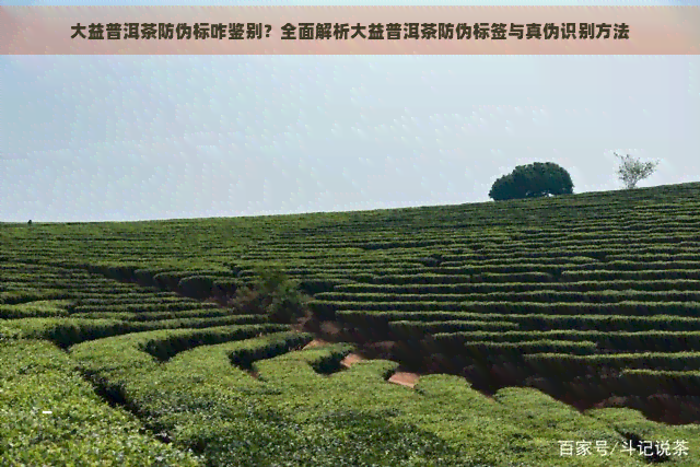 大益普洱茶防伪标咋鉴别？全面解析大益普洱茶防伪标签与真伪识别方法