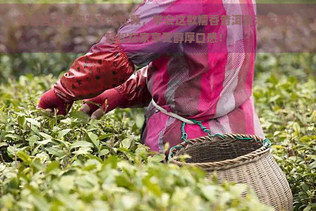 糯香普洱茶泡发方法视频，学会这款糯香普洱茶泡发技巧，轻松在家享受醇厚口感！