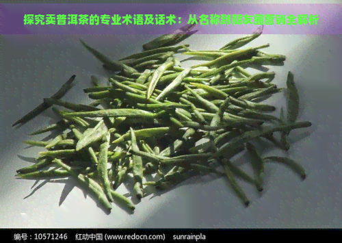 探究卖普洱茶的专业术语及话术：从名称到朋友圈营销全解析