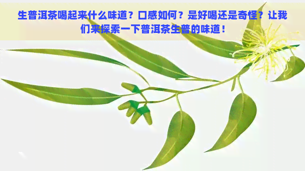 生普洱茶喝起来什么味道？口感如何？是好喝还是奇怪？让我们来探索一下普洱茶生普的味道！