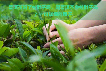 普洱茶喝了拉肚子吗，喝普洱茶会拉肚子吗？一份详细的解答