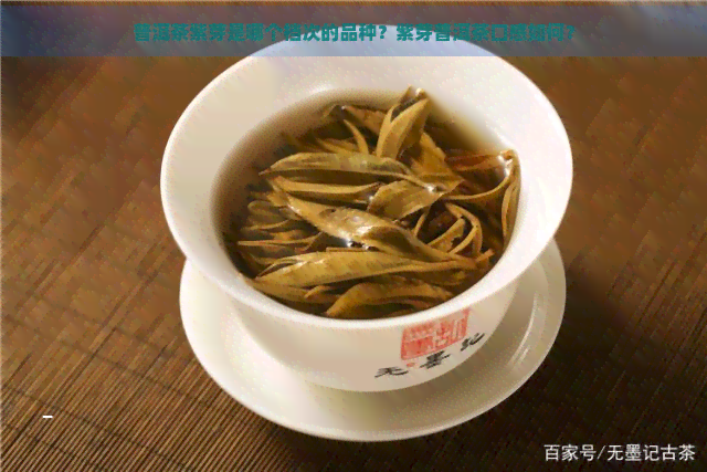 普洱茶紫芽是哪个档次的品种？紫芽普洱茶口感如何？