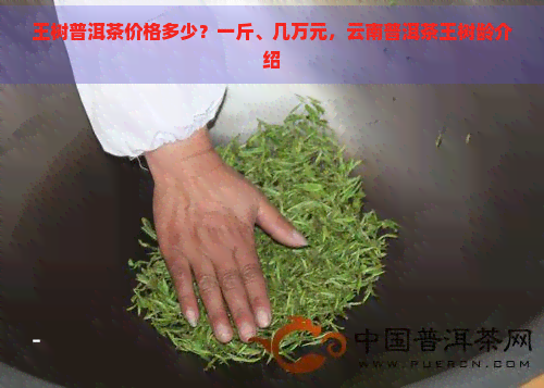 王树普洱茶价格多少？一斤、几万元，云南普洱茶王树龄介绍