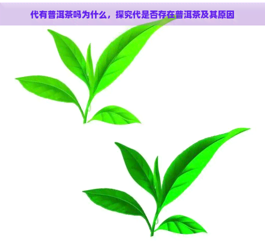 代有普洱茶吗为什么，探究代是否存在普洱茶及其原因